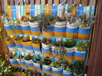 Uma simples sapateisuculentara pode tornar-se seu jardinzinho vertical.... é só pendurar na parede e escolher as plantinhas.